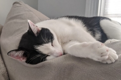 Little-kitty-sleeping