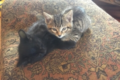 gallery-pics-2-kittens