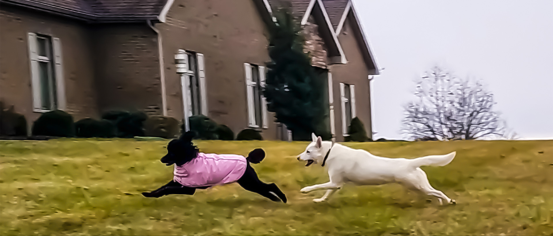 Dogs chasing each other