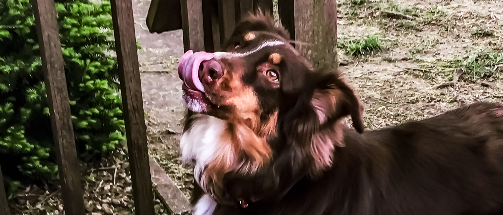 Cute dog looking at the camera